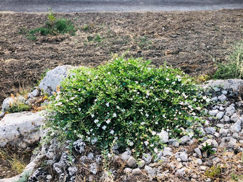 קלטניסטה B&B Tenuta La Puntara מראה חיצוני תמונה